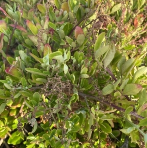 Rhagodia candolleana subsp. candolleana at Long Beach, NSW - 13 Jan 2023
