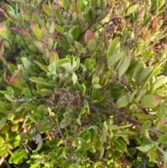Rhagodia candolleana subsp. candolleana (Seaberry Saltbush) at Long Beach, NSW - 12 Jan 2023 by natureguy