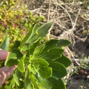 Dimorphotheca ecklonis at Long Beach, NSW - 13 Jan 2023