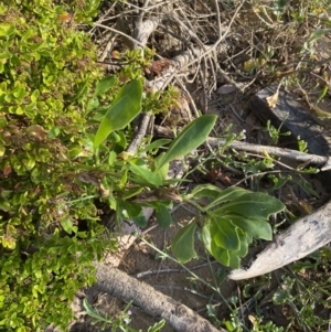 Dimorphotheca ecklonis at Long Beach, NSW - 13 Jan 2023 07:07 AM