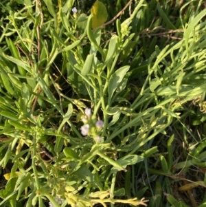 Cakile maritima at Long Beach, NSW - 13 Jan 2023 07:04 AM