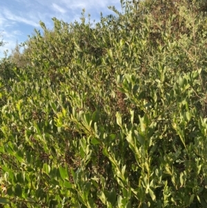 Acacia longifolia subsp. sophorae at Long Beach, NSW - 13 Jan 2023 07:04 AM