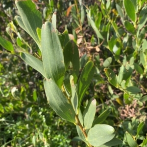 Acacia longifolia subsp. sophorae at Long Beach, NSW - 13 Jan 2023