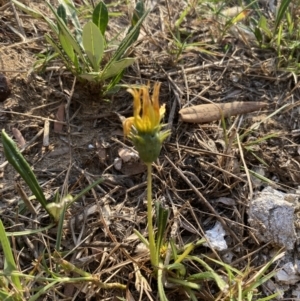 Gazania x splendens at Long Beach, NSW - 13 Jan 2023