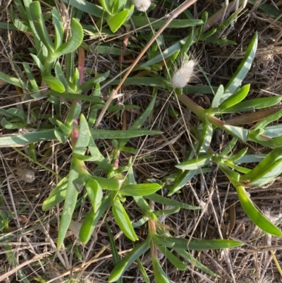 Carpobrotus glaucescens (Pigface) at Long Beach, NSW - 12 Jan 2023 by natureguy