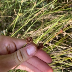 Ficinia nodosa at Long Beach, NSW - 13 Jan 2023