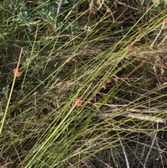 Ficinia nodosa at Long Beach, NSW - 13 Jan 2023