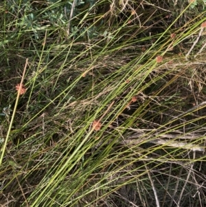 Ficinia nodosa at Long Beach, NSW - 13 Jan 2023