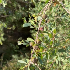 Leptospermum laevigatum at Long Beach, NSW - 13 Jan 2023 07:00 AM