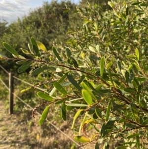 Leptospermum laevigatum at Long Beach, NSW - 13 Jan 2023 07:00 AM