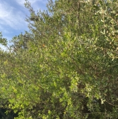 Leptospermum laevigatum at Long Beach, NSW - 13 Jan 2023 07:00 AM