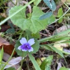 Viola banksii (Native Violet) at Long Beach, NSW - 12 Jan 2023 by natureguy