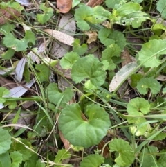 Viola banksii at Long Beach, NSW - 13 Jan 2023