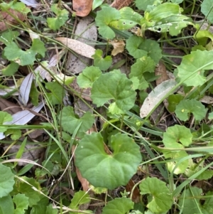 Viola banksii at Long Beach, NSW - 13 Jan 2023 06:49 AM