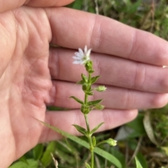 Stellaria flaccida (Forest Starwort) at Long Beach, NSW - 12 Jan 2023 by natureguy