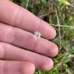 Stellaria flaccida at Long Beach, NSW - 13 Jan 2023 06:47 AM