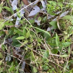 Stellaria flaccida at Long Beach, NSW - 13 Jan 2023