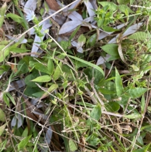 Stellaria flaccida at Long Beach, NSW - 13 Jan 2023 06:47 AM