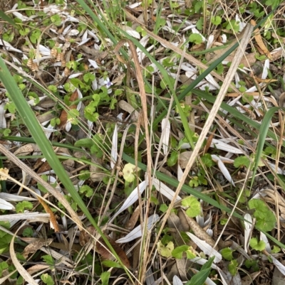 Dianella sp. (Flax Lily) at Long Beach, NSW - 12 Jan 2023 by natureguy