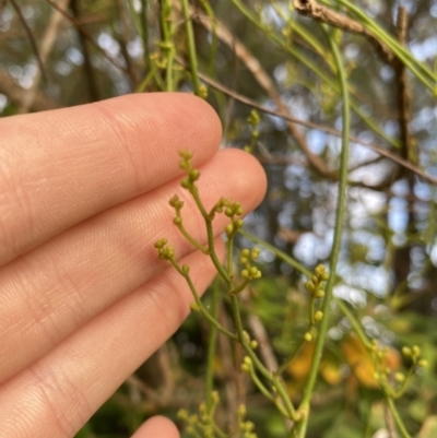 Cassytha (genus) (Dodder) at Long Beach, NSW - 13 Jan 2023 by natureguy