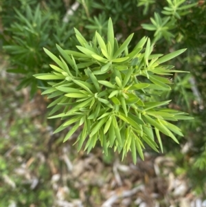 Leucopogon parviflorus at Long Beach, NSW - 13 Jan 2023 06:41 AM