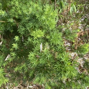 Leucopogon parviflorus at Long Beach, NSW - 13 Jan 2023 06:41 AM