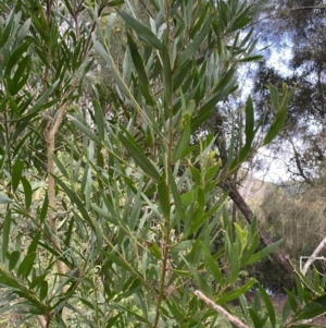 Acacia longifolia subsp. longifolia at Long Beach, NSW - 13 Jan 2023 06:39 AM