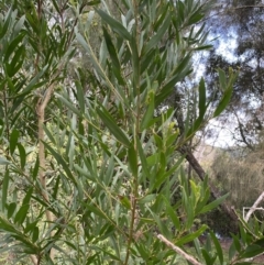 Acacia longifolia subsp. longifolia (Sydney Golden Wattle) at Long Beach, NSW - 12 Jan 2023 by natureguy