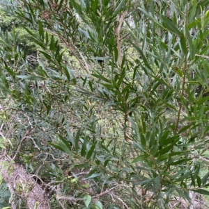 Acacia longifolia subsp. longifolia at Long Beach, NSW - 13 Jan 2023 06:39 AM