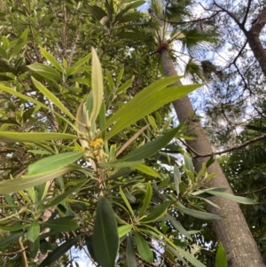 Tristaniopsis laurina at Long Beach, NSW - 13 Jan 2023 06:38 AM