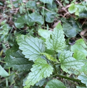 Urtica incisa at Long Beach, NSW - 13 Jan 2023