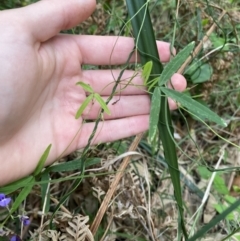 Glycine clandestina (Twining Glycine) at Long Beach, NSW - 12 Jan 2023 by natureguy