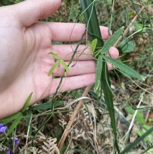 Glycine clandestina at Long Beach, NSW - 13 Jan 2023