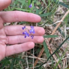 Glycine clandestina at Long Beach, NSW - 13 Jan 2023