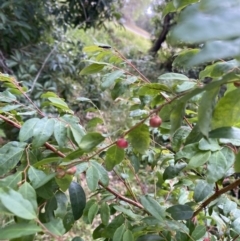 Breynia oblongifolia (Coffee Bush) at Long Beach, NSW - 12 Jan 2023 by natureguy