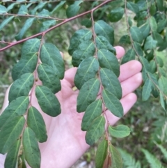 Breynia oblongifolia at Long Beach, NSW - 13 Jan 2023