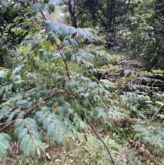 Breynia oblongifolia at Long Beach, NSW - 13 Jan 2023 06:34 AM