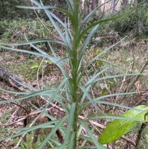 Lilium formosanum at Long Beach, NSW - 13 Jan 2023 06:33 AM