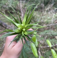 Lilium formosanum at Long Beach, NSW - 13 Jan 2023 06:33 AM