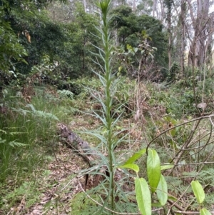 Lilium formosanum at Long Beach, NSW - 13 Jan 2023 06:33 AM