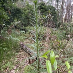 Lilium formosanum at Long Beach, NSW - 13 Jan 2023