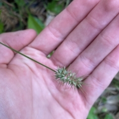 Echinopogon caespitosus at Long Beach, NSW - 13 Jan 2023