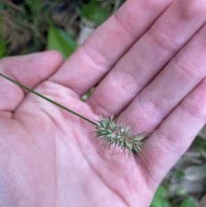 Echinopogon caespitosus at Long Beach, NSW - 13 Jan 2023