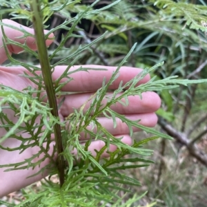 Senecio bipinnatisectus at Long Beach, NSW - 13 Jan 2023