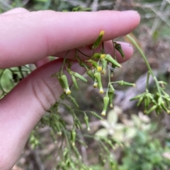 Senecio bipinnatisectus at Long Beach, NSW - 13 Jan 2023