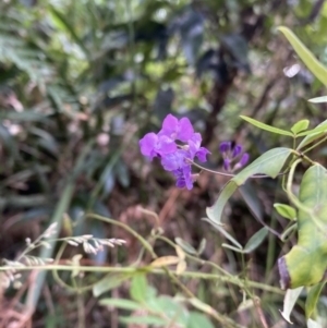 Glycine microphylla at Long Beach, NSW - 13 Jan 2023