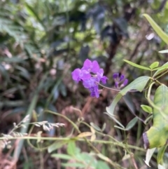 Glycine microphylla (Small-leaf Glycine) at Long Beach, NSW - 12 Jan 2023 by natureguy