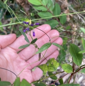 Glycine microphylla at Long Beach, NSW - 13 Jan 2023