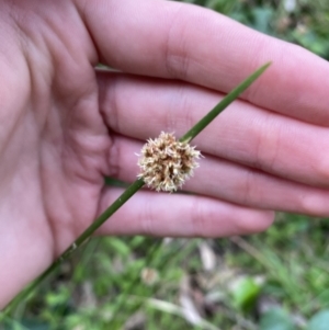 Ficinia nodosa at Long Beach, NSW - 13 Jan 2023