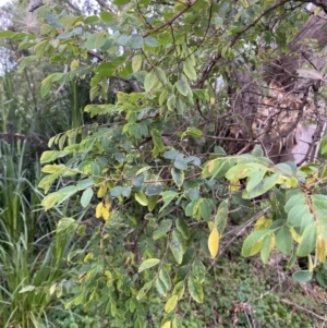Breynia oblongifolia at Long Beach, NSW - 13 Jan 2023